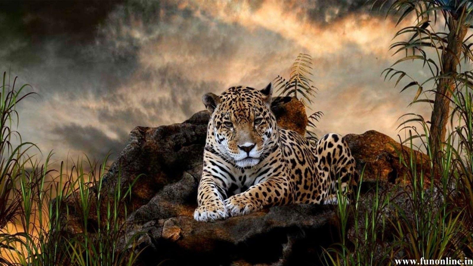 Jaguar wallpapers