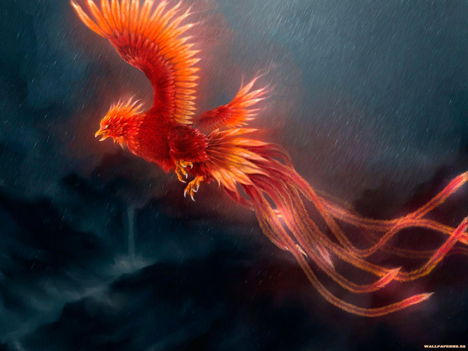  on ave fenix wallpapers