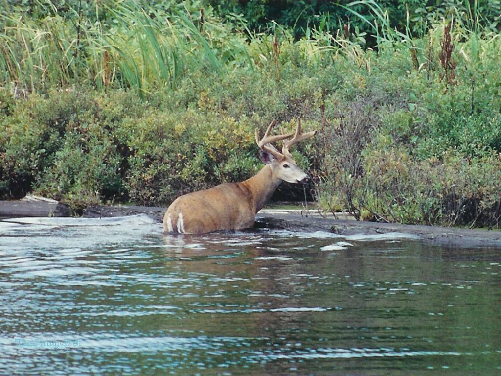 While live action certainly isn't going away, animation in videos is also on the rise, and not just for content aimed at kids. Outdoors Wallpapers - Wallpaper Cave