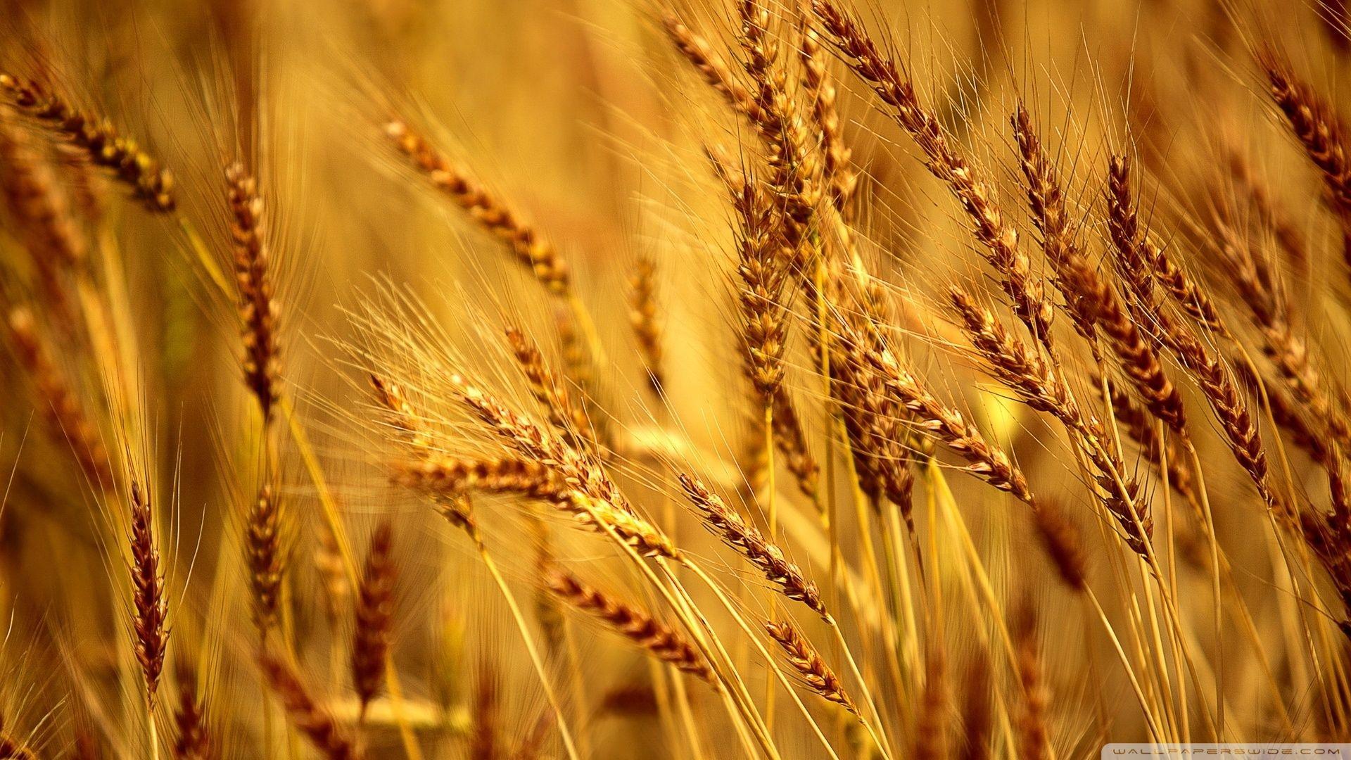 Wheat field wallpapers