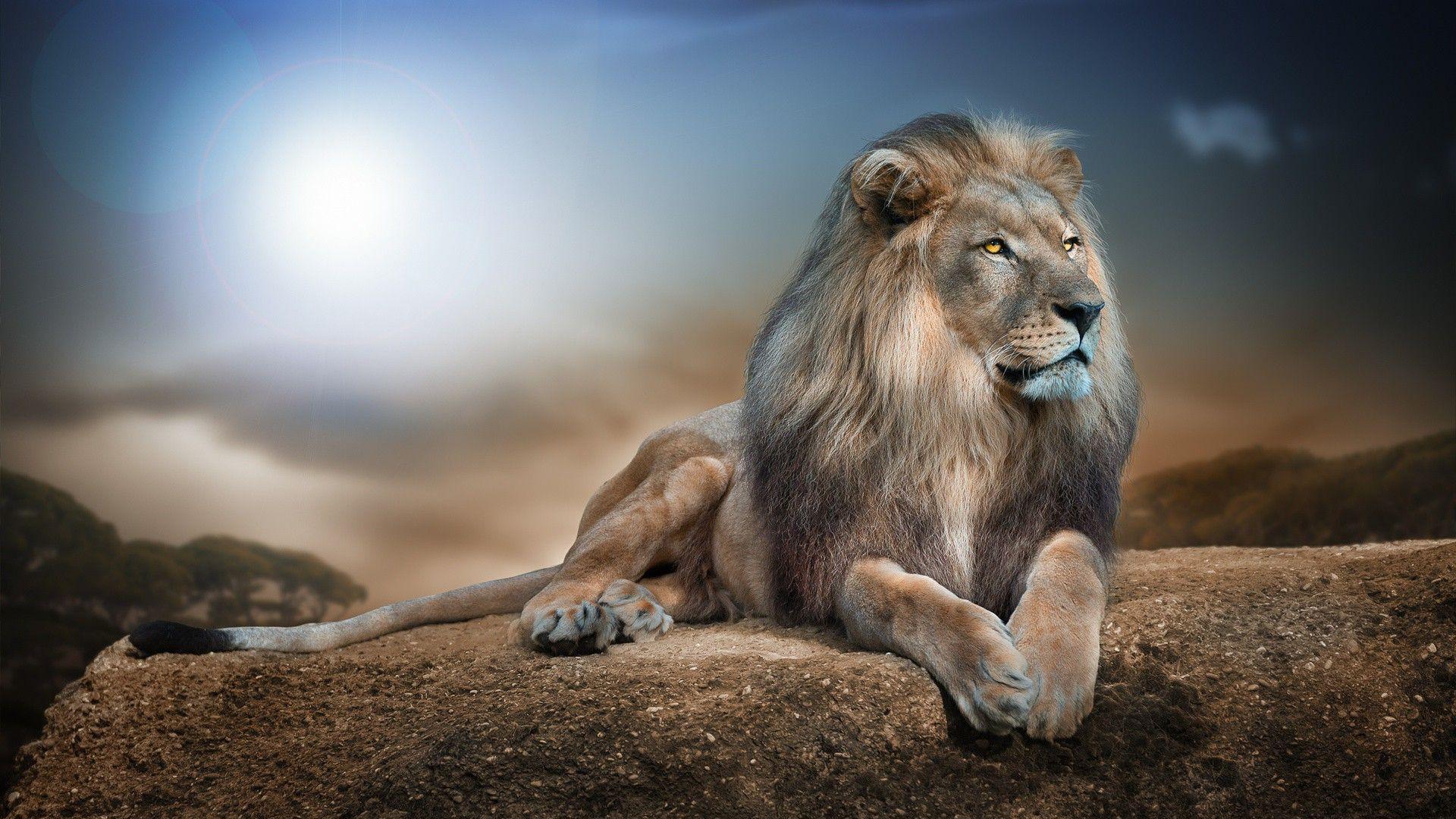 Wild lion wallpapers