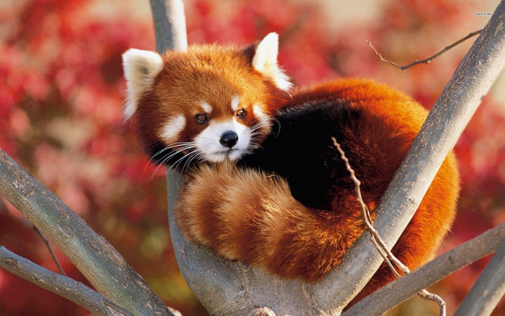 You can shuffle all pics, or, . Red Pandas Wallpapers Wallpaper Cave