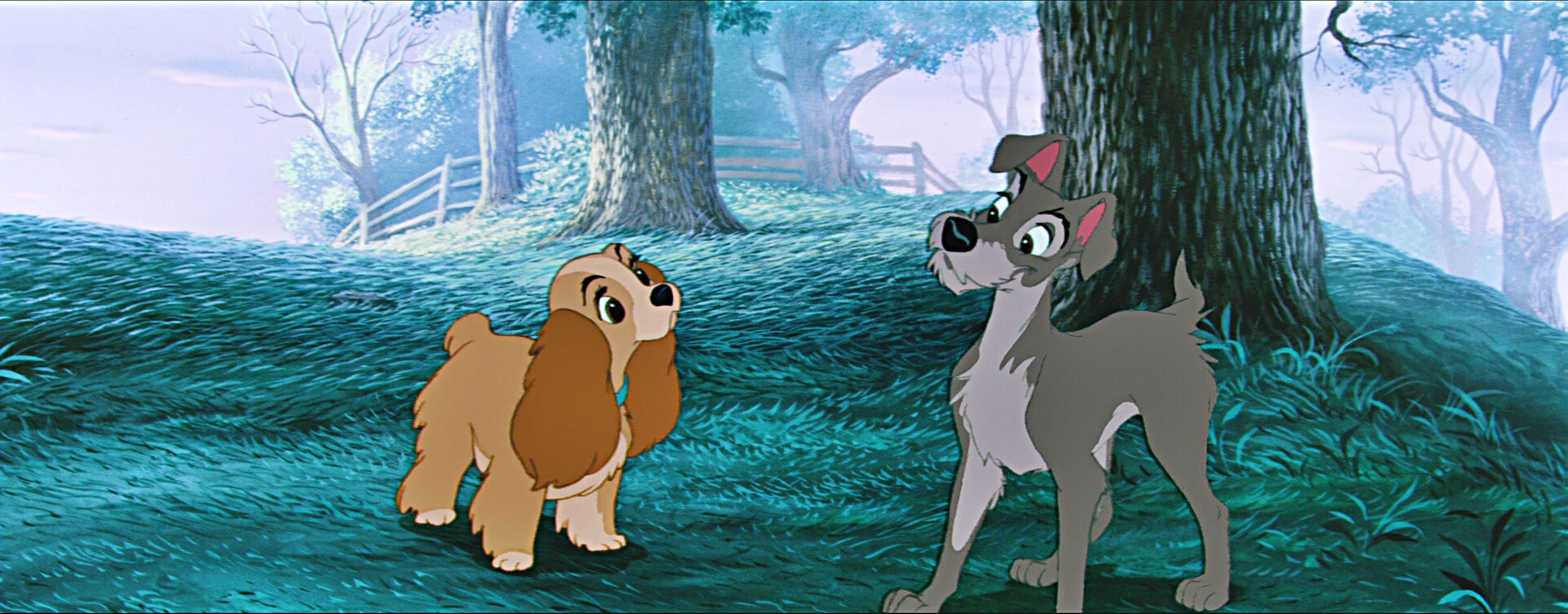 lady and the tramp wallpapers wallpaper cave on the lady and the tramp wallpapers