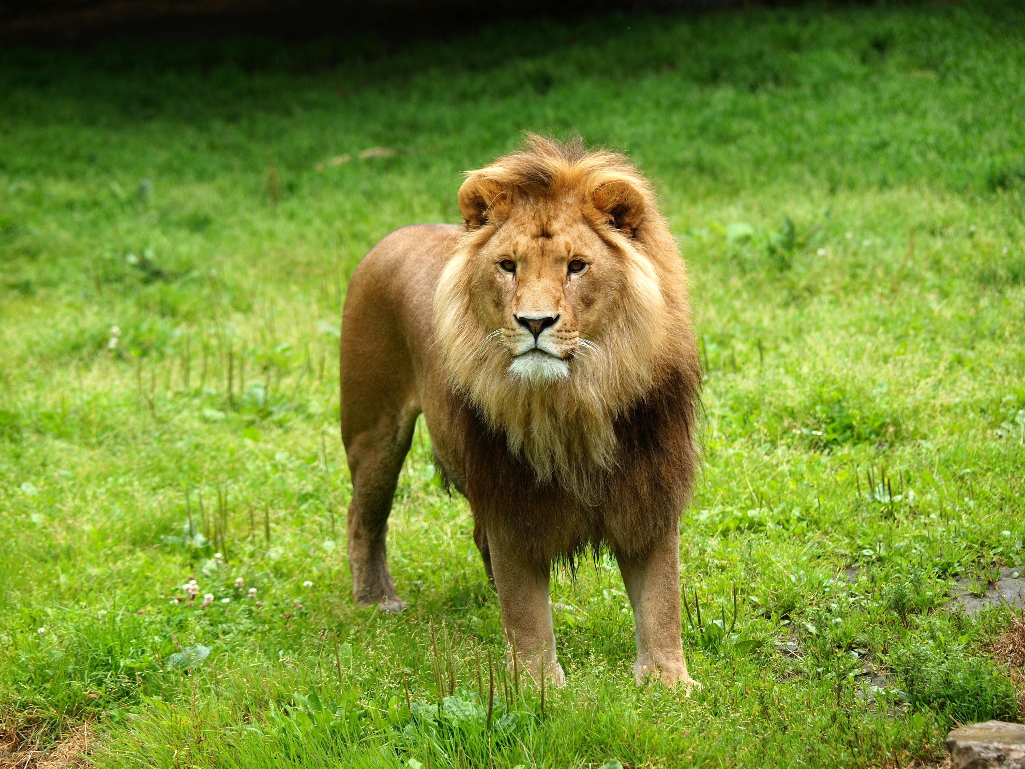 Lion hd wallpapers