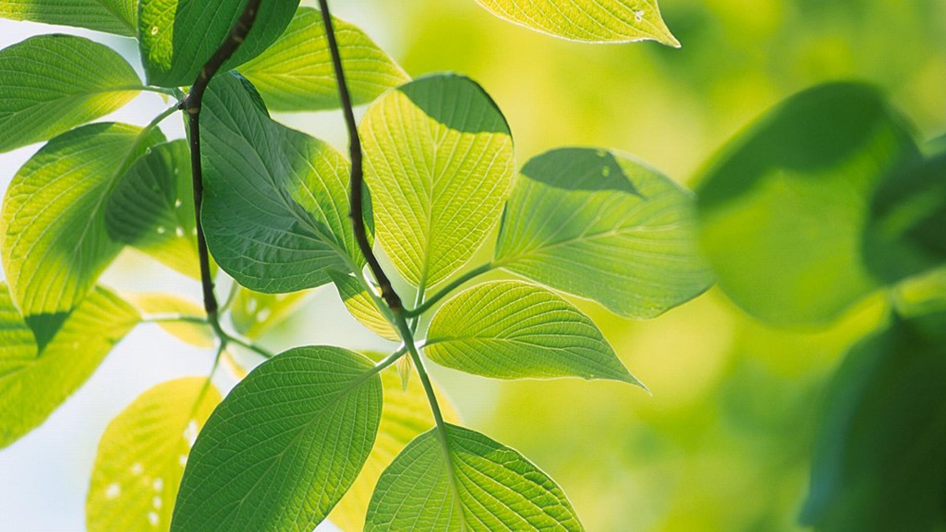 We may earn commission from links on this page, but we only recommend products we back. Green Leaf Wallpapers Wallpaper Cave