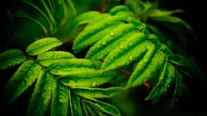 leaves wet wallpapers leaf tea stunning nature plants background abstract desktop themes screen plant iphone decoration wallpapertag newest