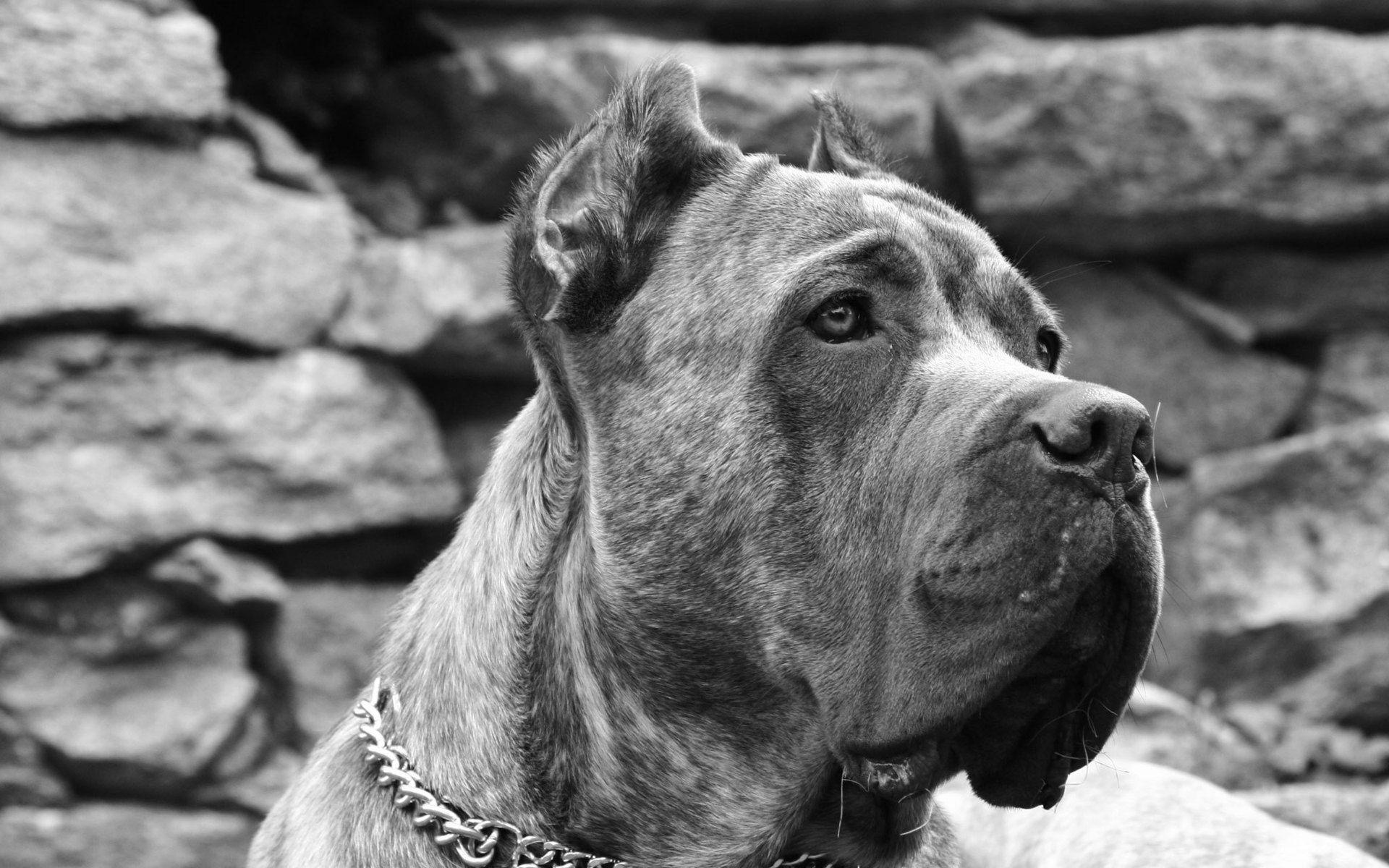 Gratis Scarica immagini Cane Corso Wallpapers Wallpaper Cave aggiornato da parte di