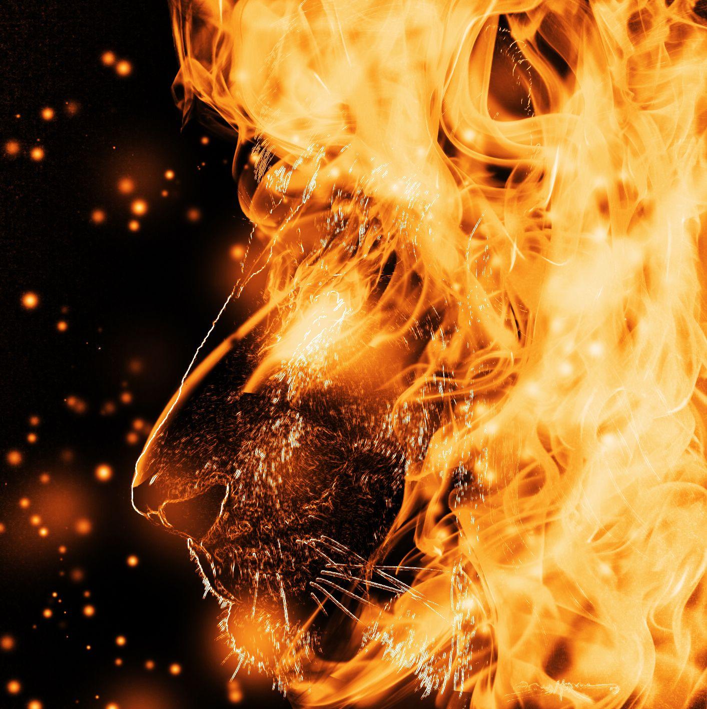 Fire lion wallpapers