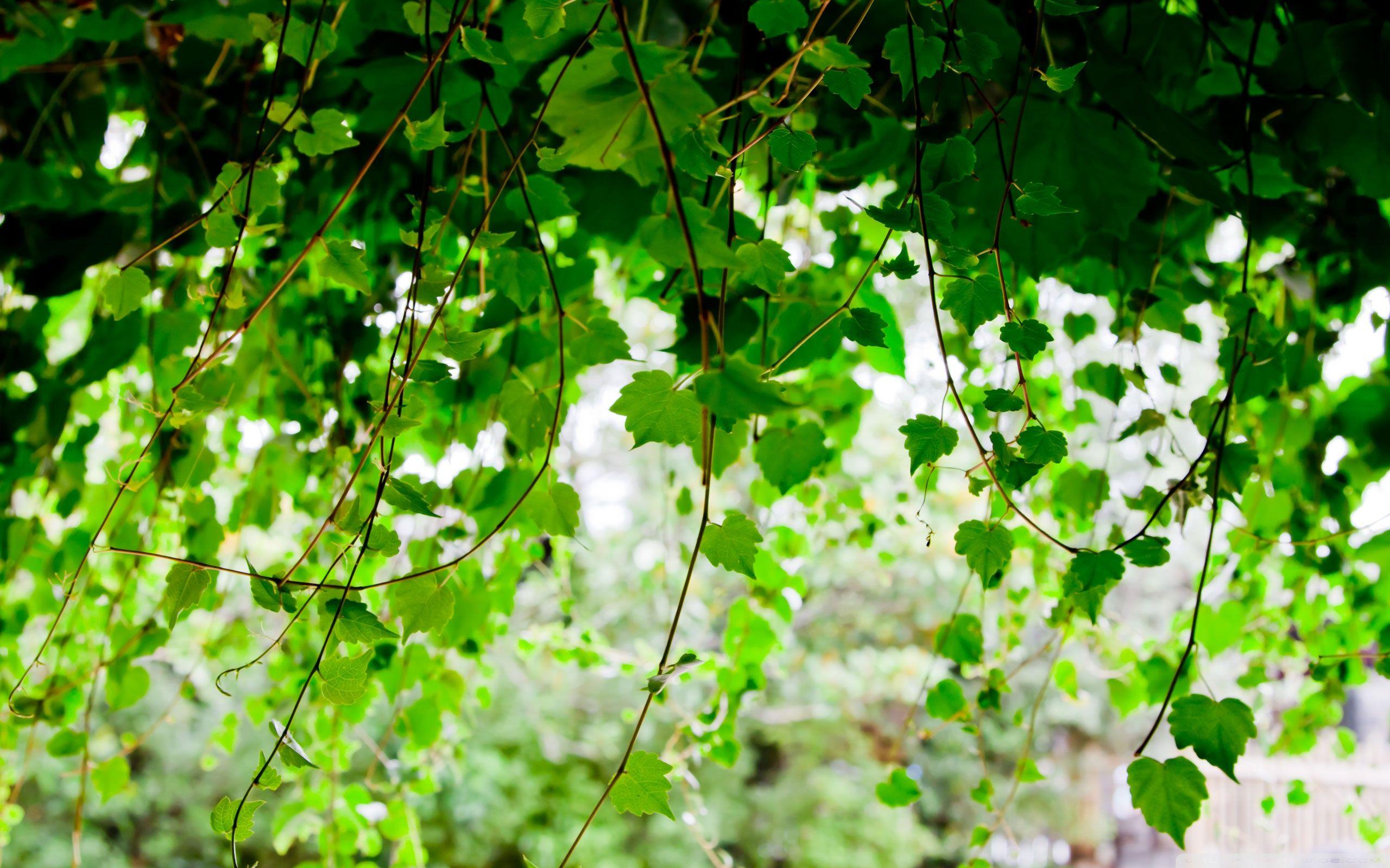 vines wallpapers wallpaper cave on vine wallpapers