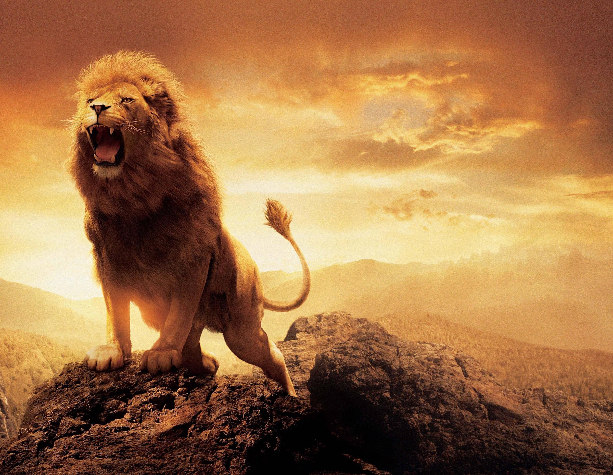 Roaring lion wallpapers