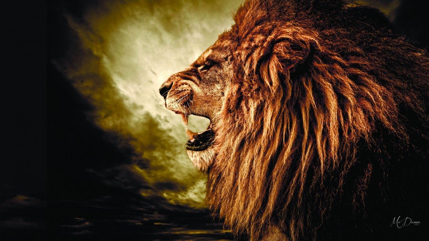 Roaring lion wallpapers