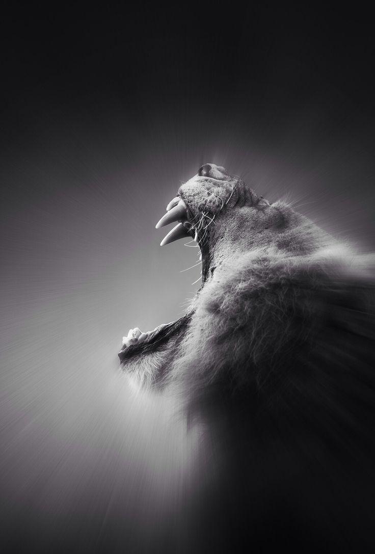 Roaring lion wallpapers