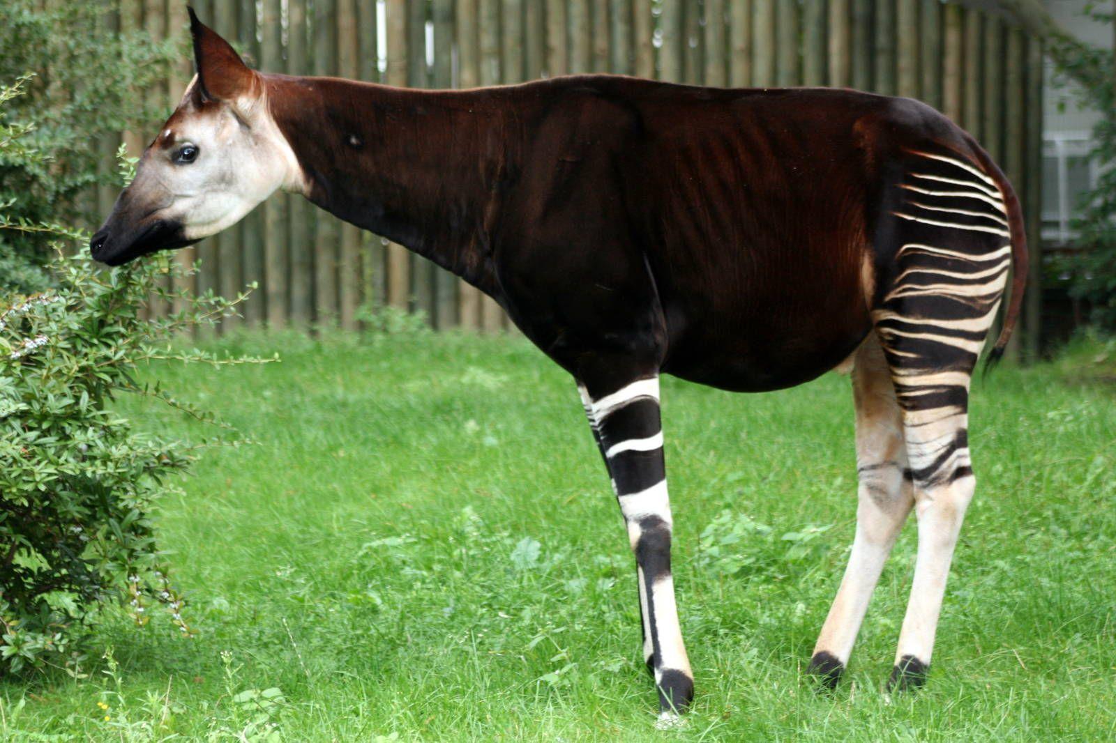 okapi wallpapers wallpaper cave on okapi wallpapers
