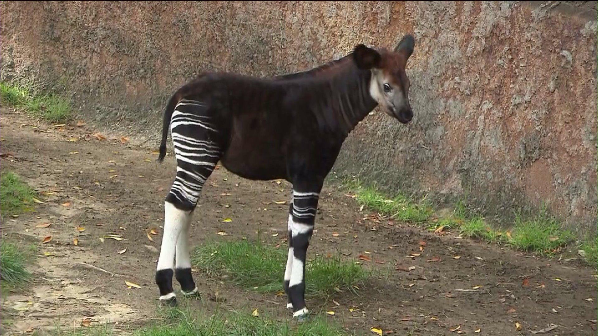 okapi wallpapers wallpaper cave on okapi wallpapers