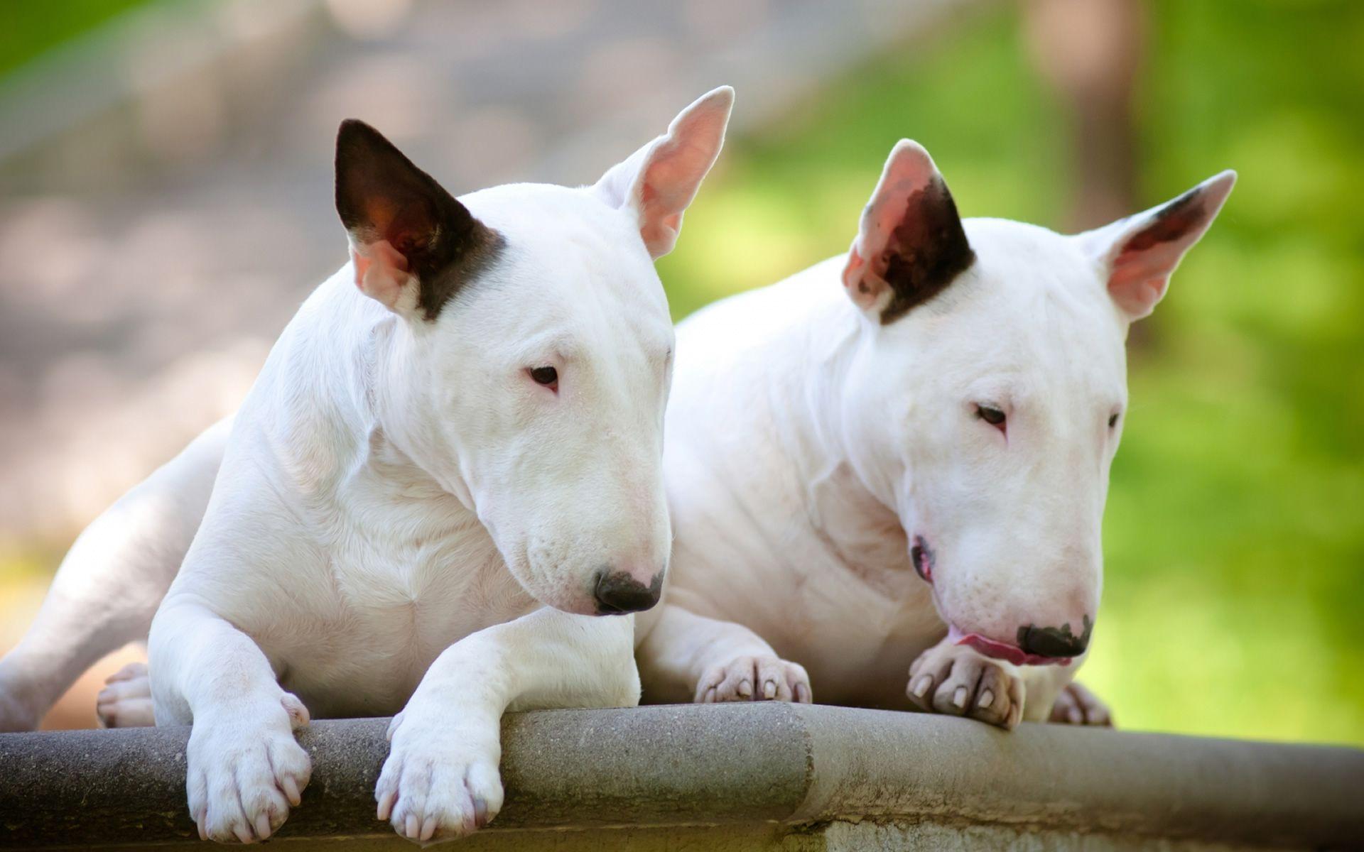 english bull terrier wallpapers wallpaper cave on english bull terrier wallpapers