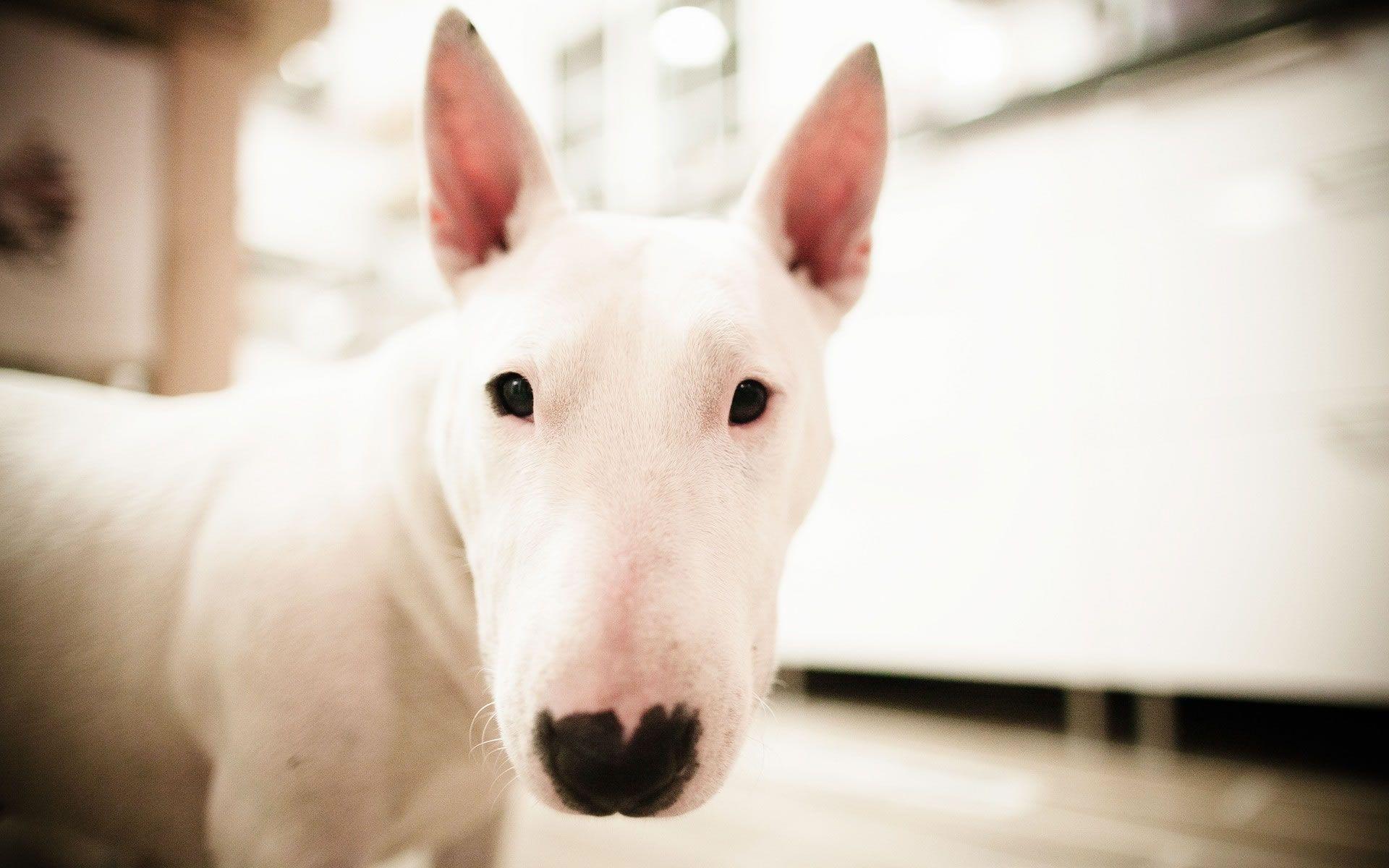 english bull terrier wallpapers wallpaper cave on english bull terrier wallpapers
