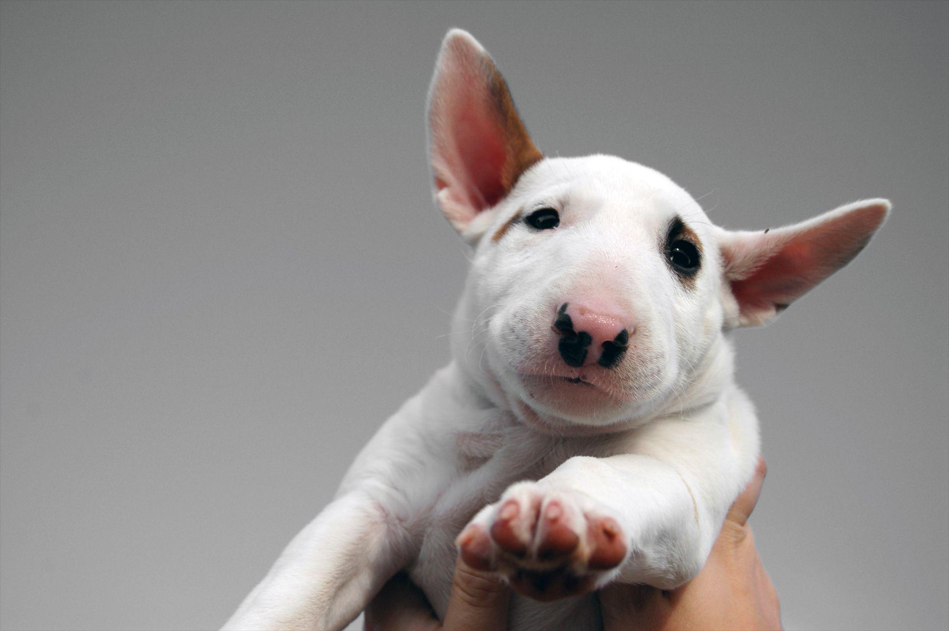 english bull terrier wallpapers wallpaper cave on english bull terrier wallpapers