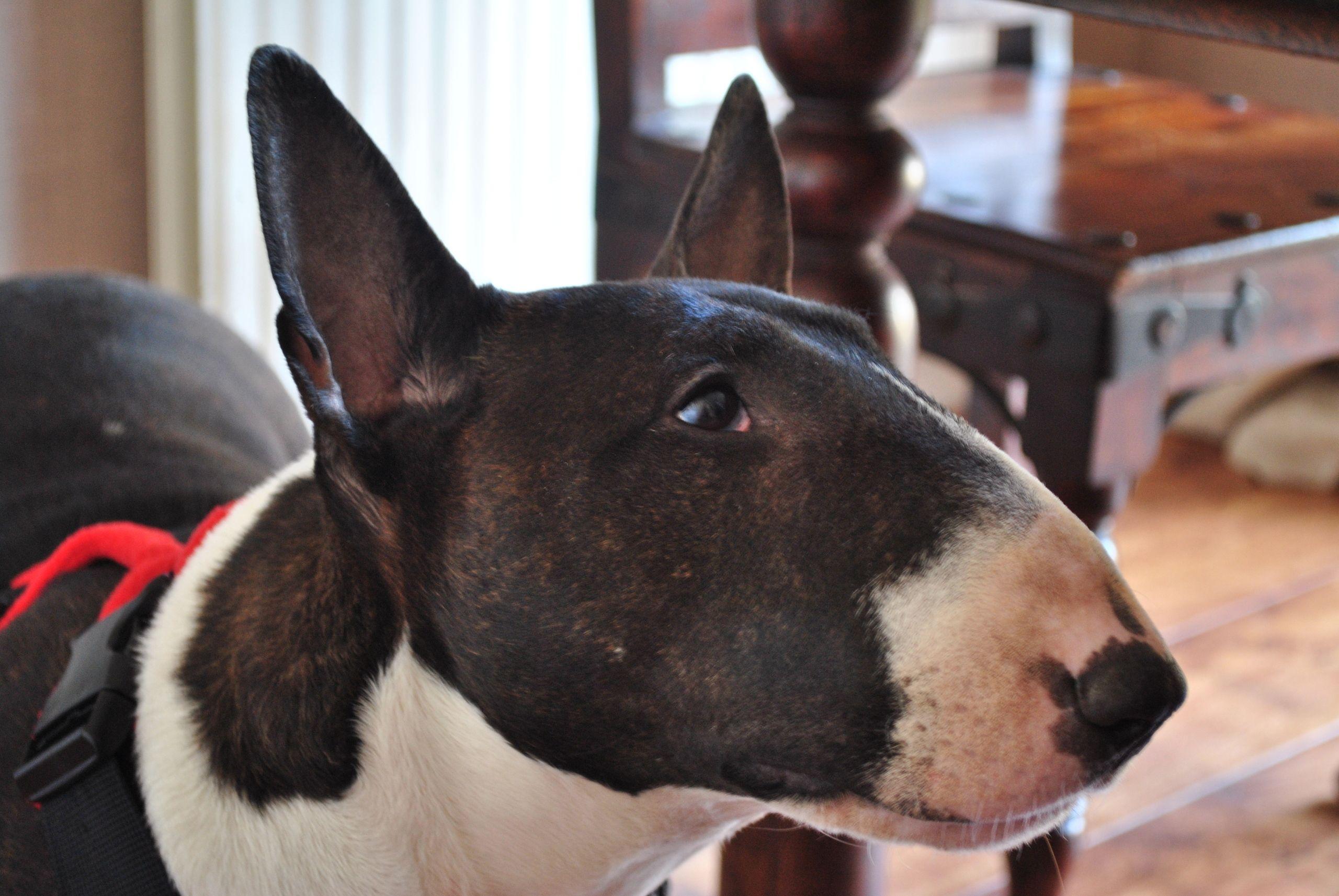 english bull terrier wallpapers wallpaper cave on english bull terrier wallpapers