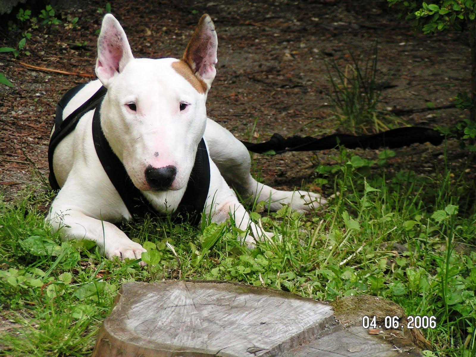 english bull terrier wallpapers wallpaper cave on english bull terrier wallpapers
