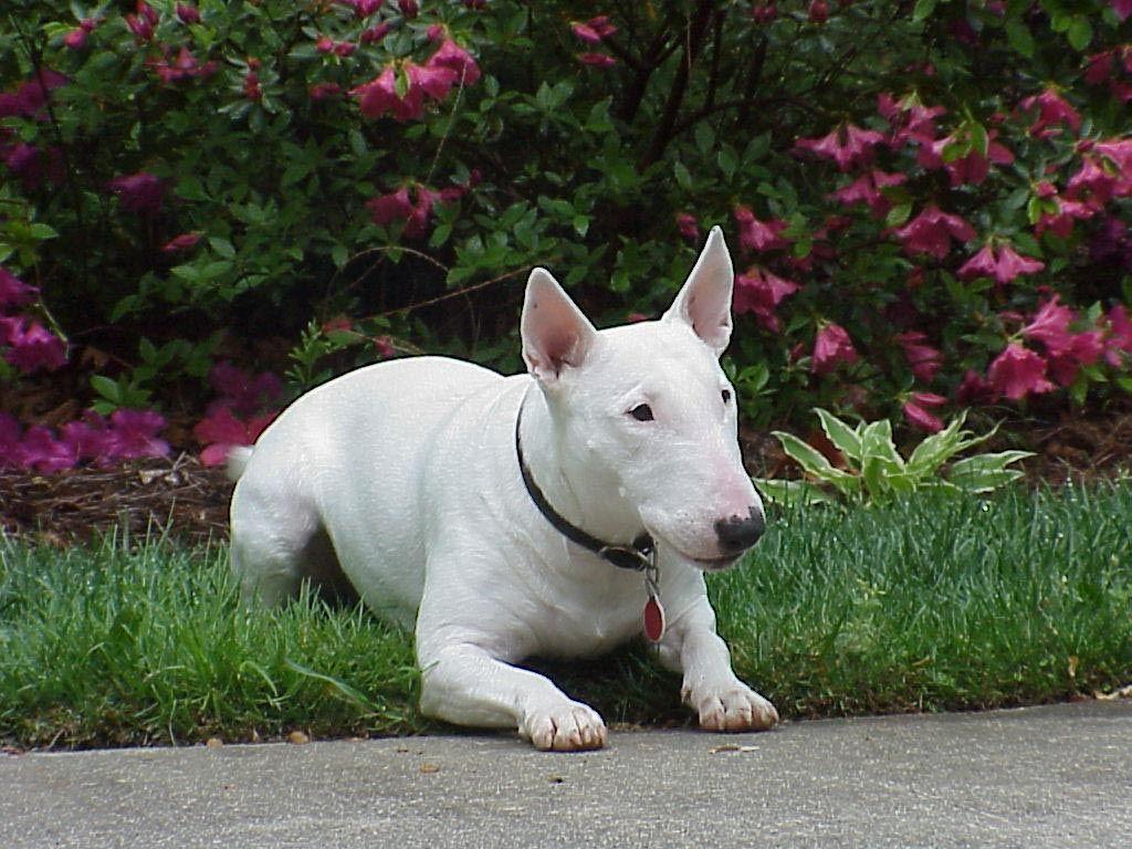 english bull terrier wallpapers wallpaper cave on english bull terrier wallpapers