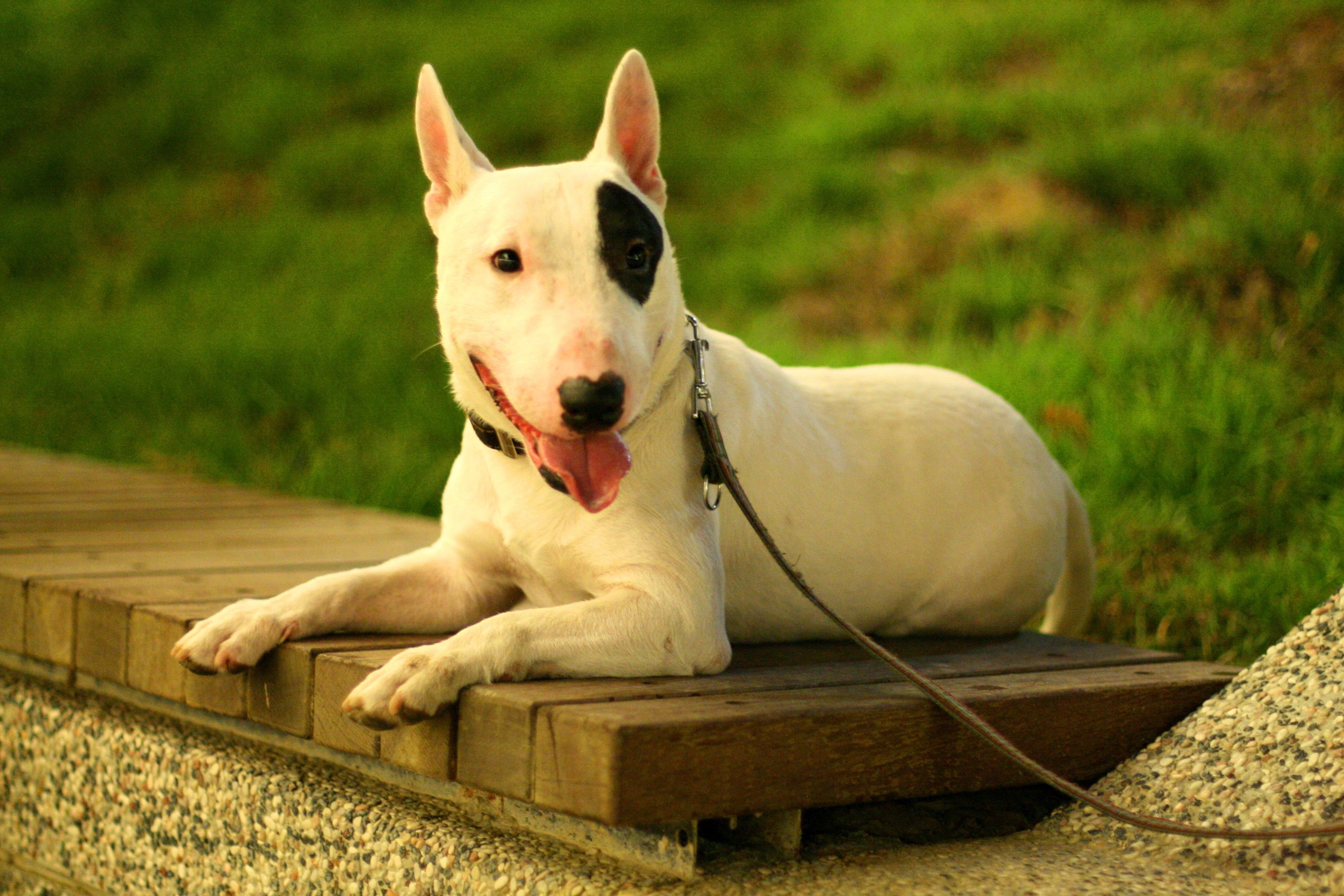 english bull terrier wallpapers wallpaper cave on english bull terrier wallpapers