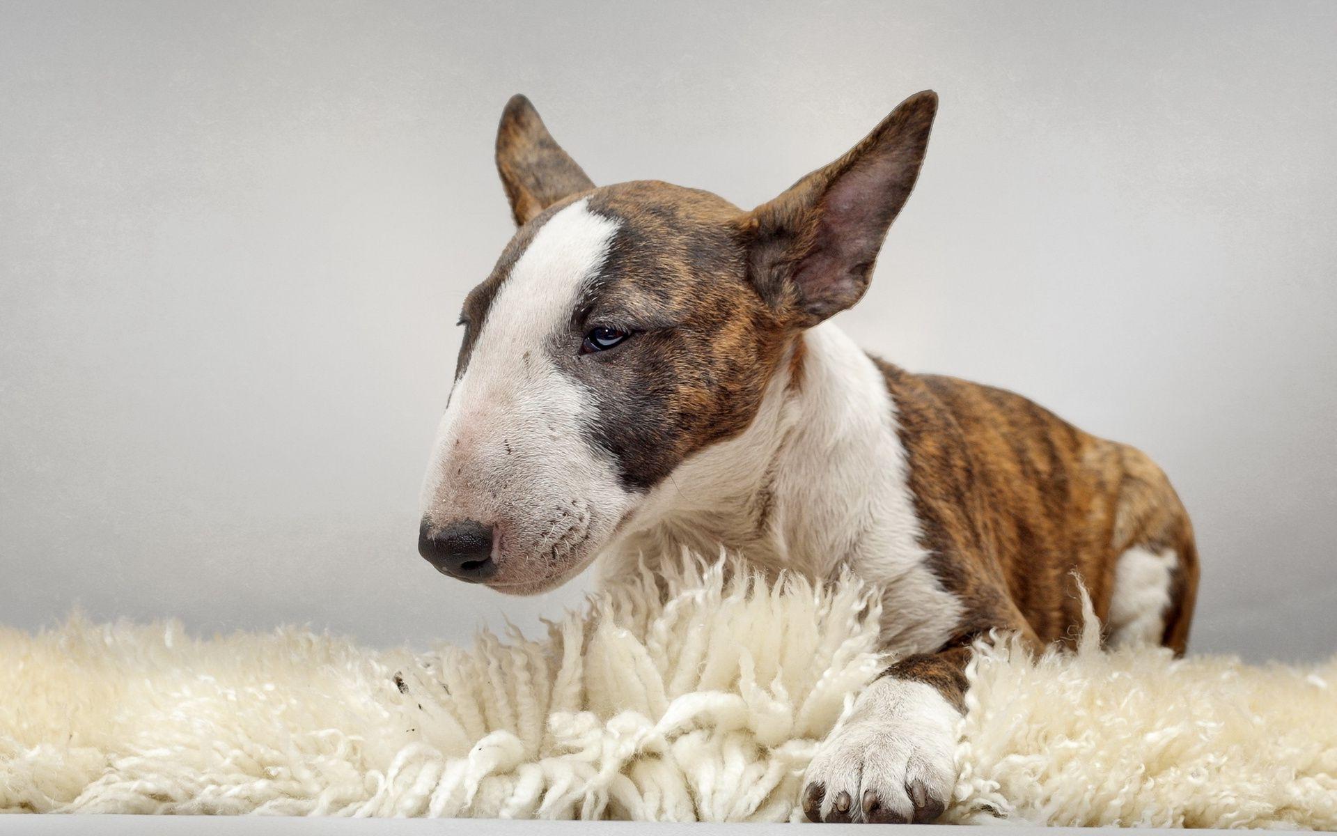english bull terrier wallpapers wallpaper cave on english bull terrier wallpapers