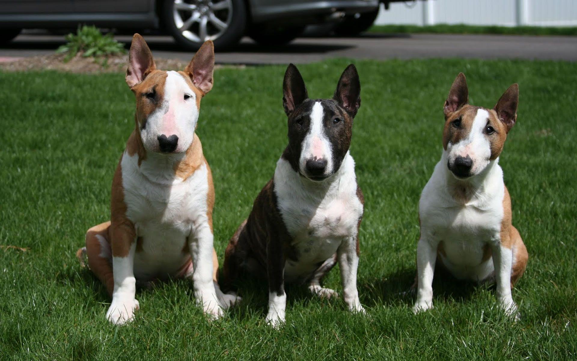 english bull terrier wallpapers wallpaper cave on english bull terrier wallpapers