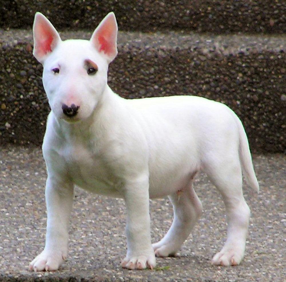 english bull terrier wallpapers wallpaper cave on english bull terrier wallpapers