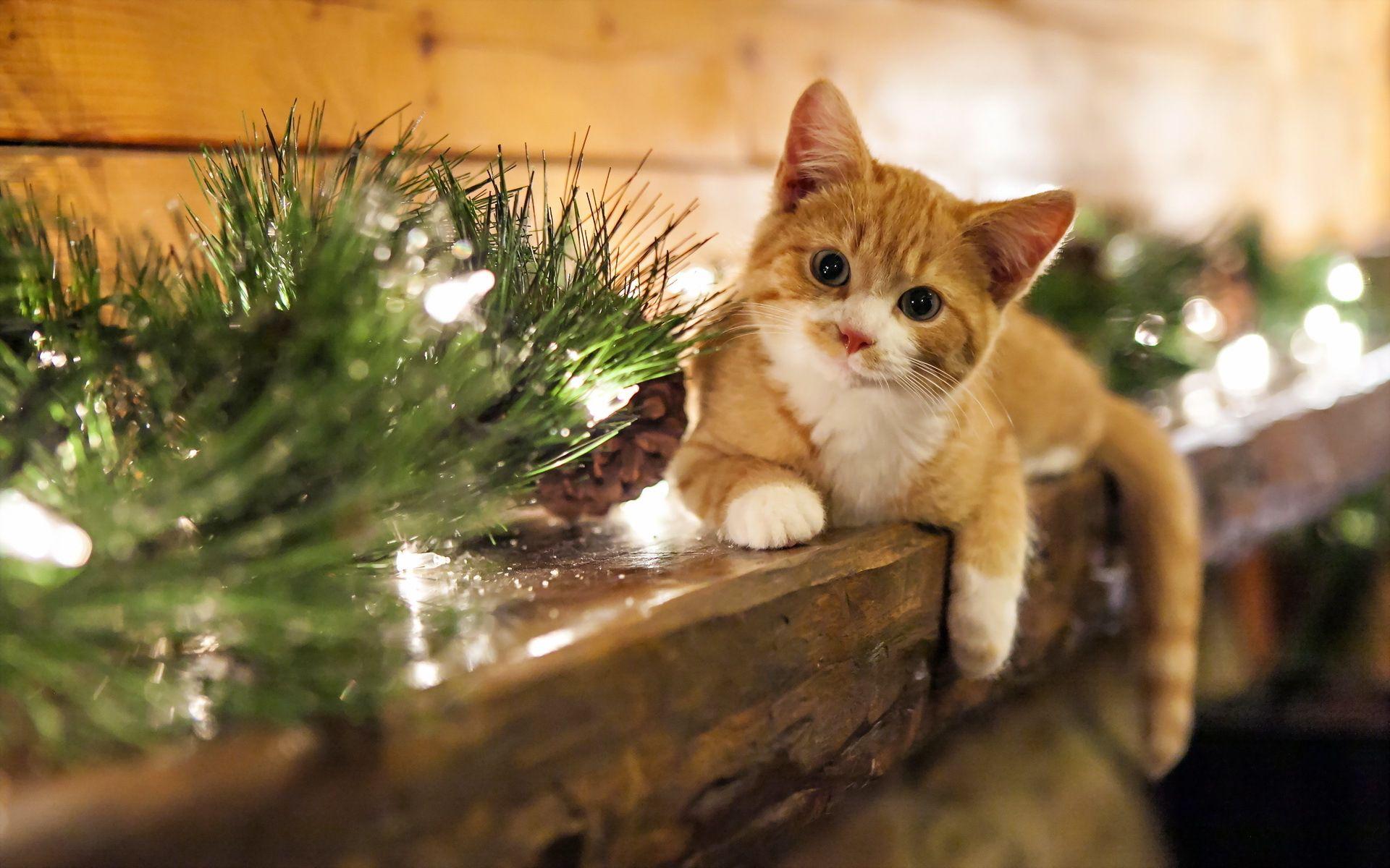Christmas cat wallpapers