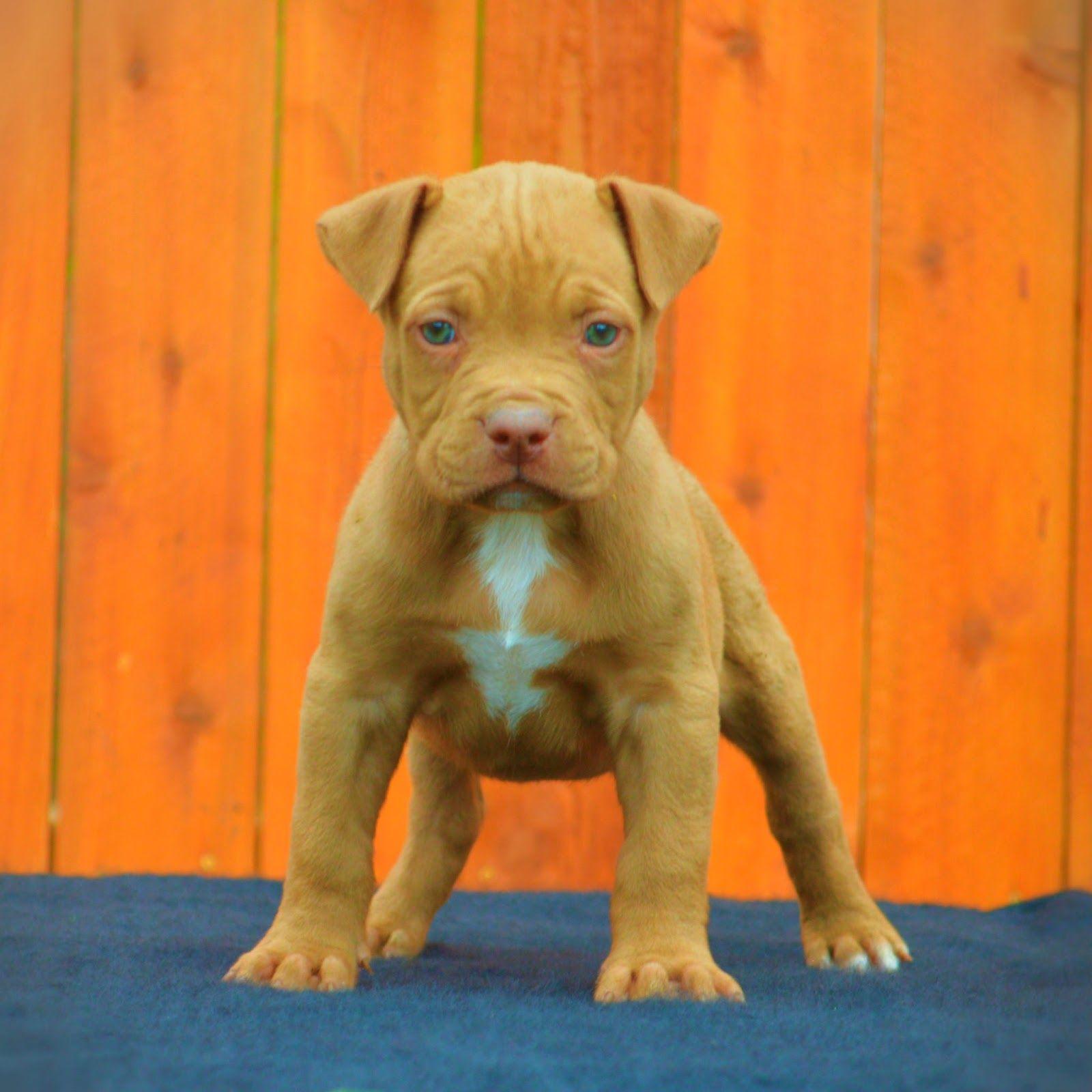 Pitbull puppies wallpapers