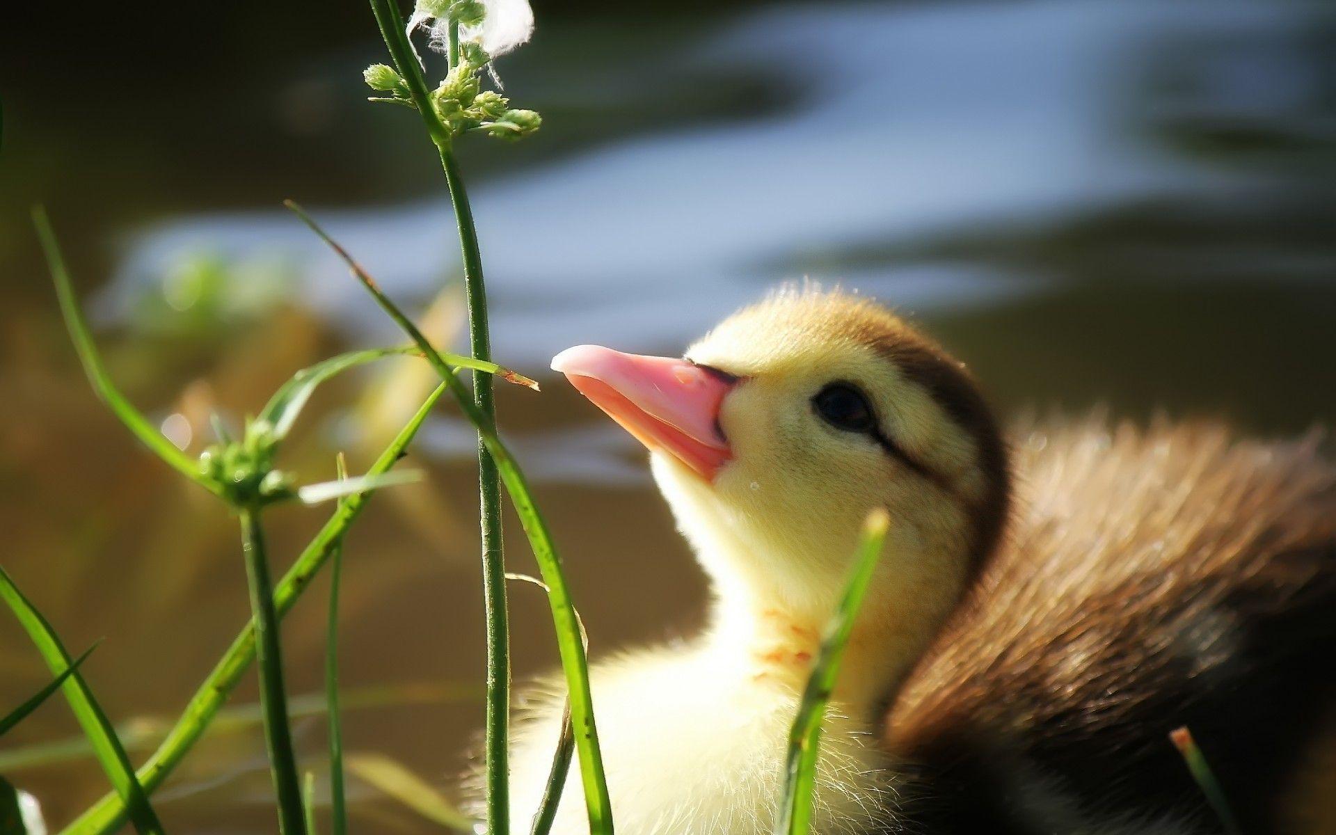 Baby ducklings wallpapers