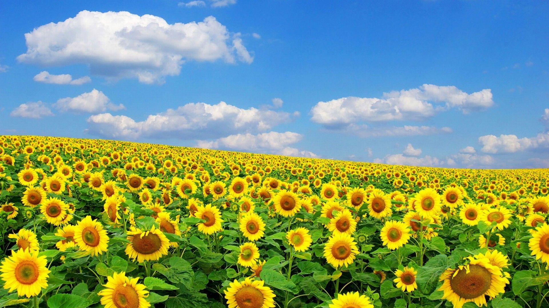 field of sunflowers wallpapers wallpaper cave on field of sunflowers wallpapers