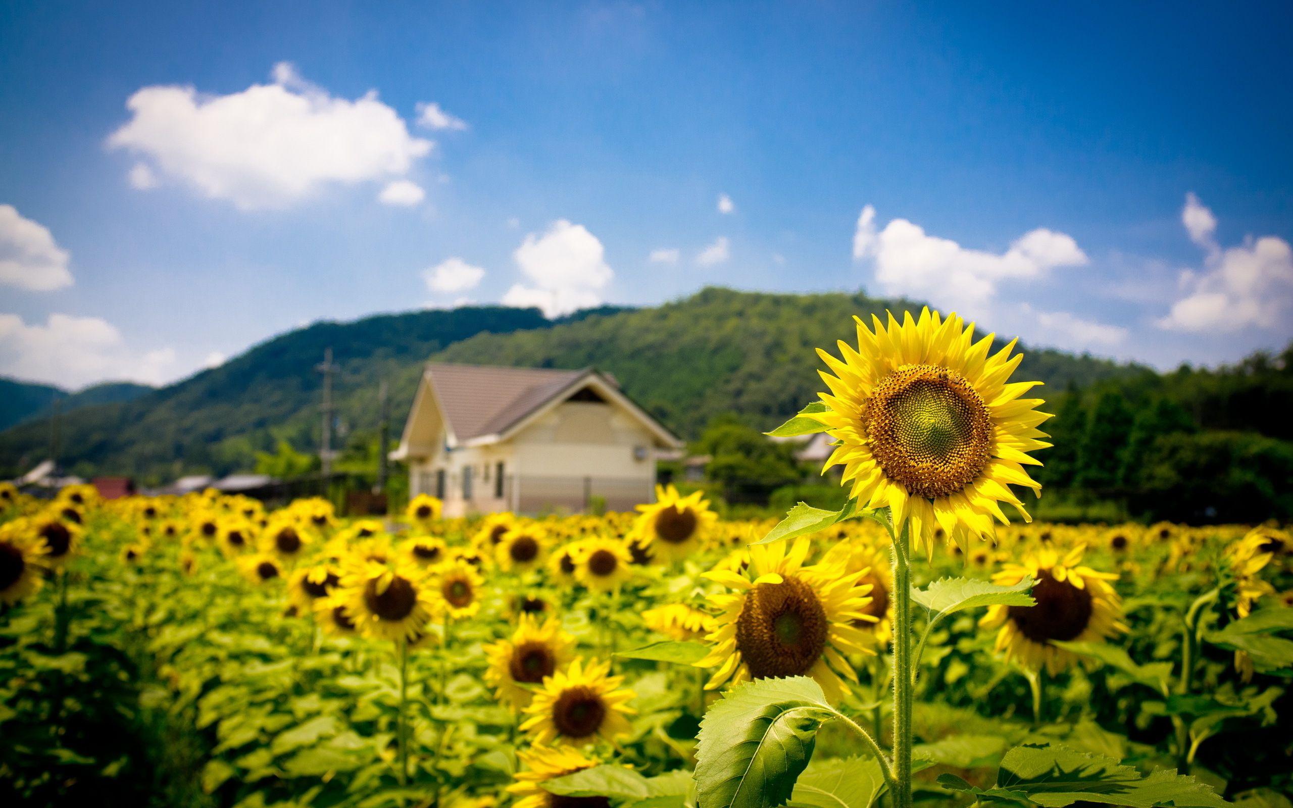 field of sunflowers wallpapers wallpaper cave on field of sunflowers wallpapers