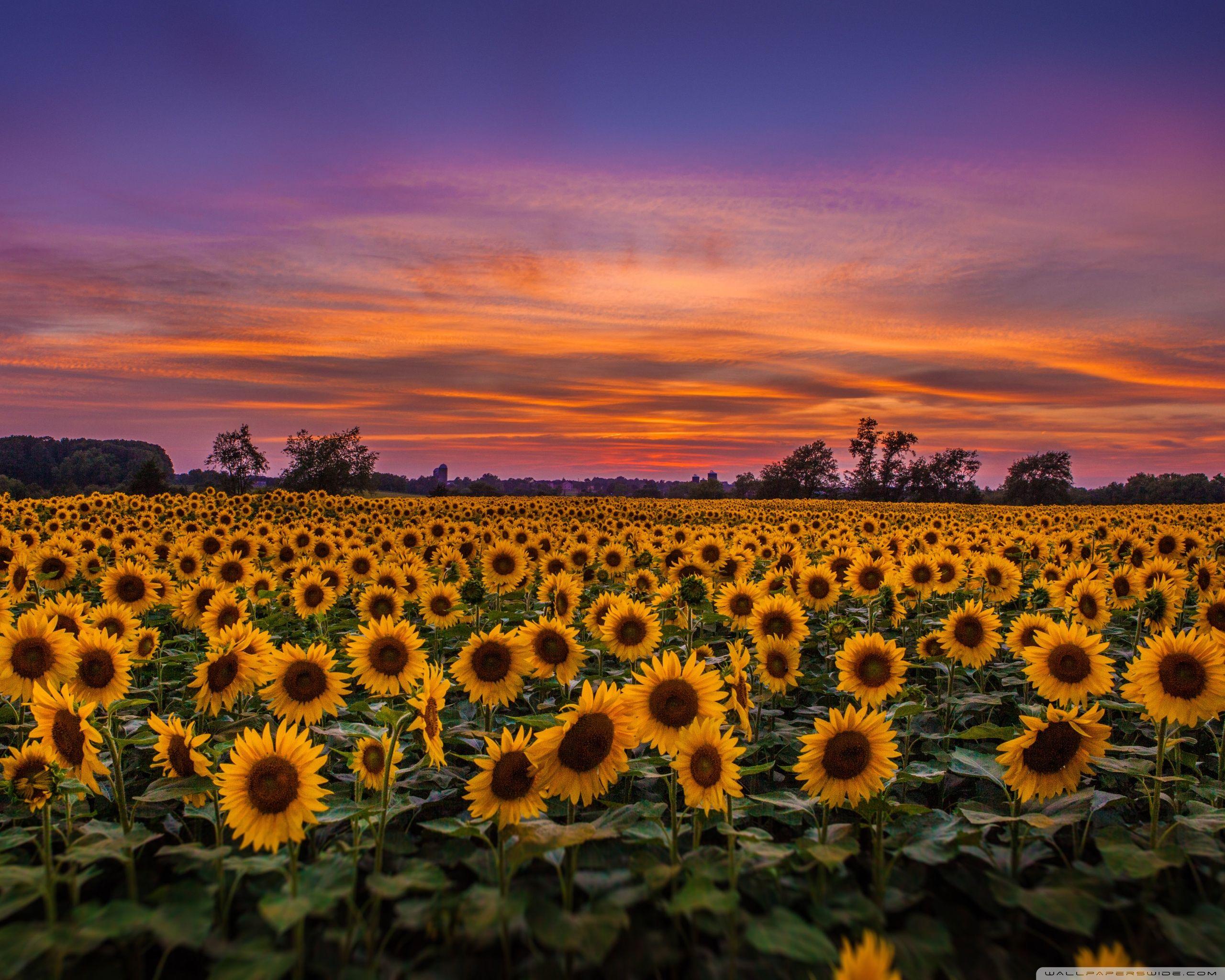 field of sunflowers wallpapers wallpaper cave on field of sunflowers wallpapers
