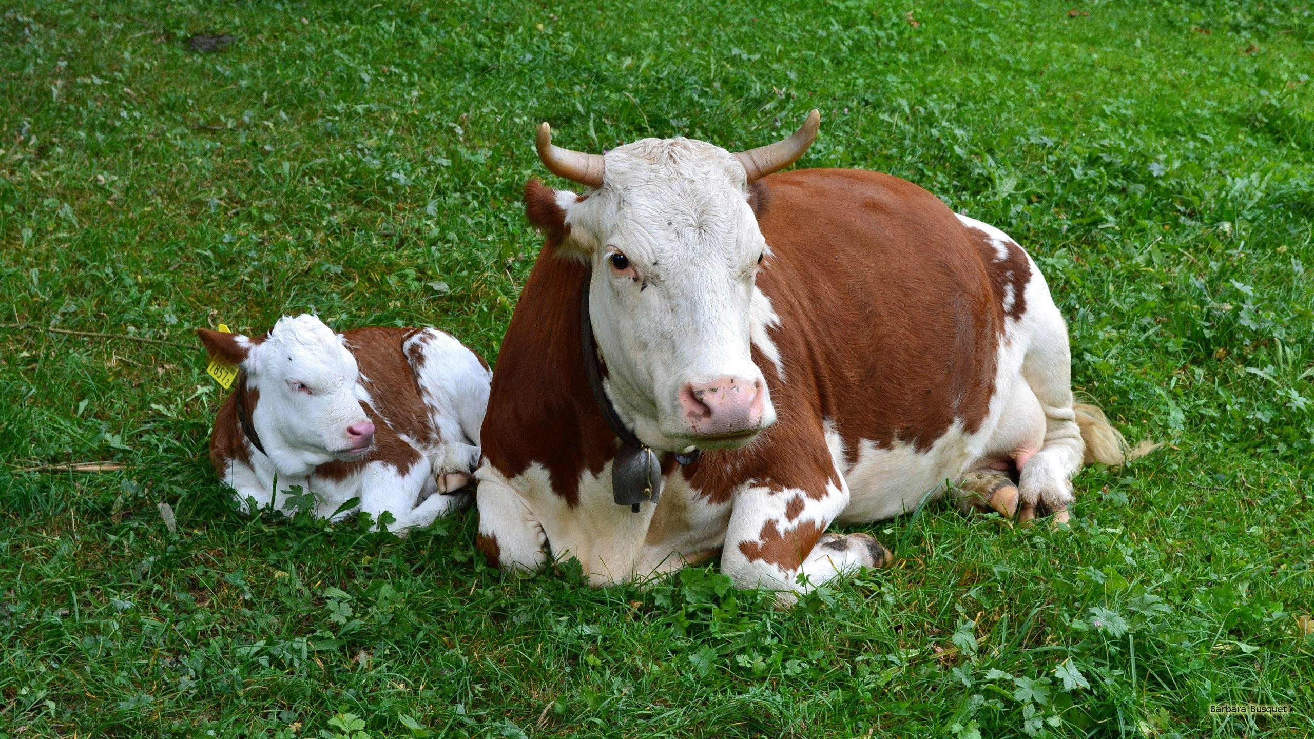 Cows wallpapers