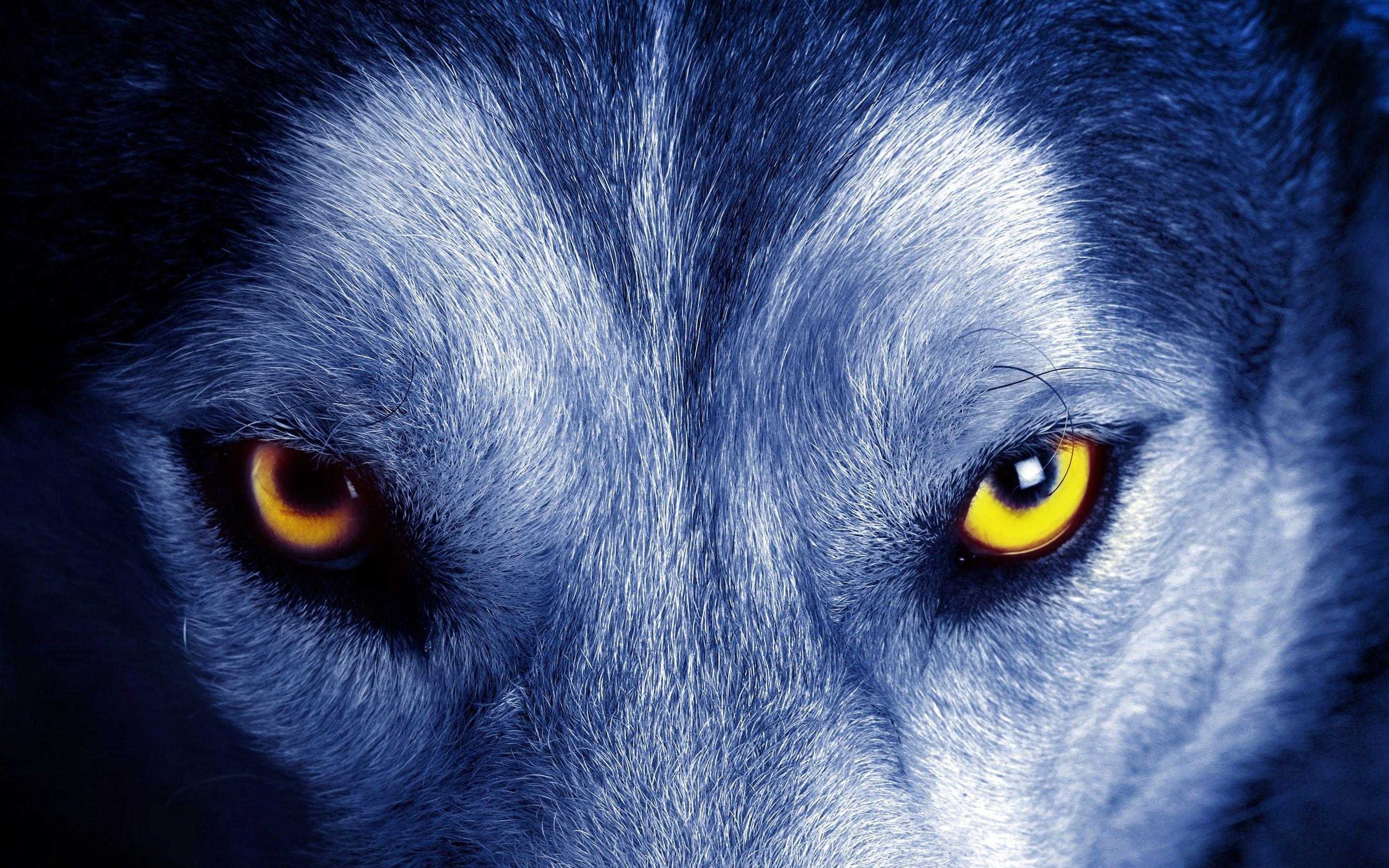 wolf eyes wallpapers wallpaper cave on wolf eyes wallpaper