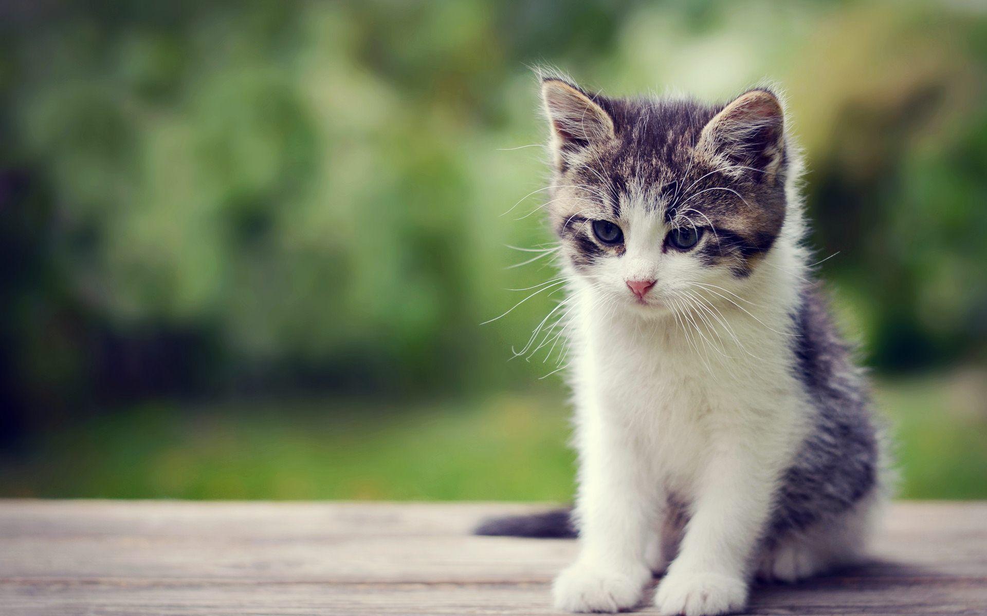 Cute kittens hd wallpapers