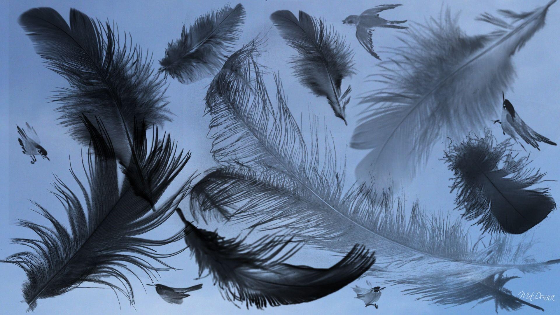 Beautiful bird design wallpapers will never go out of fashion. Feather Wallpapers Wallpaper Cave