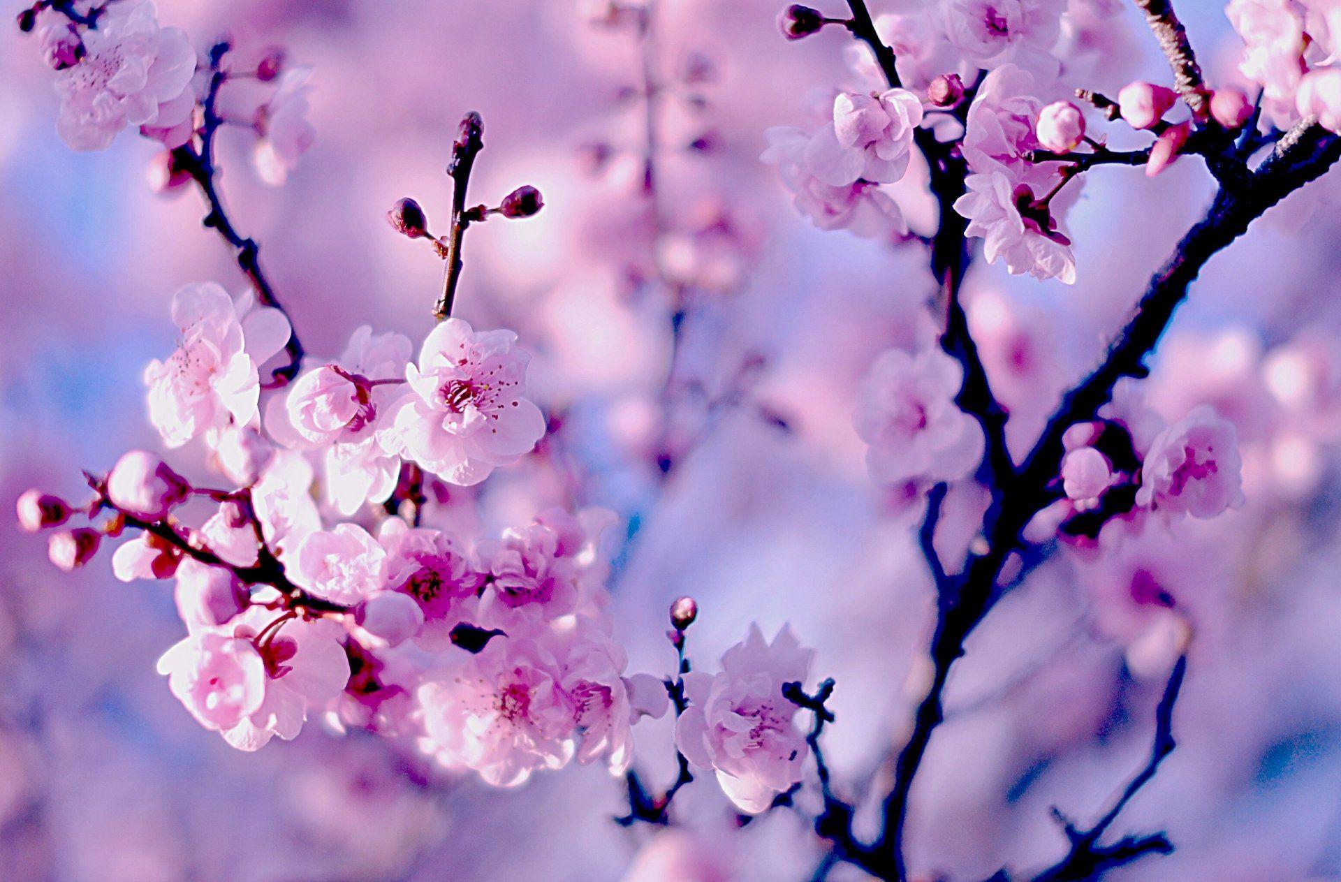 Here are 10 sites with stunning images for your laptop, tablet or mobile device. Cherry Blossoms Wallpapers Wallpaper Cave