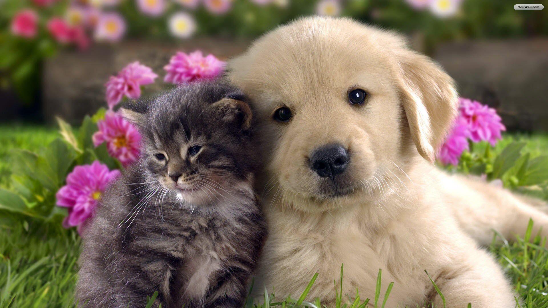 Tons of awesome pets wallpapers to download for free. Pets Wallpapers Wallpaper Cave