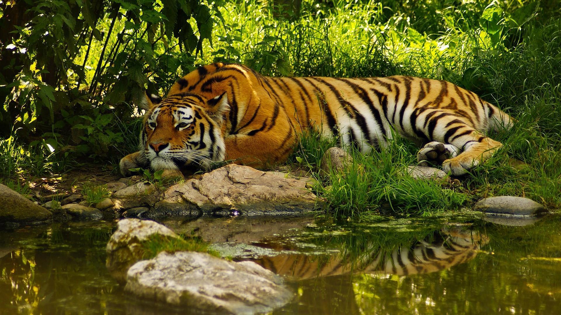 Download tiger eye hd for desktop or mobile device. Sunderbans National Park Wallpapers - Wallpaper Cave