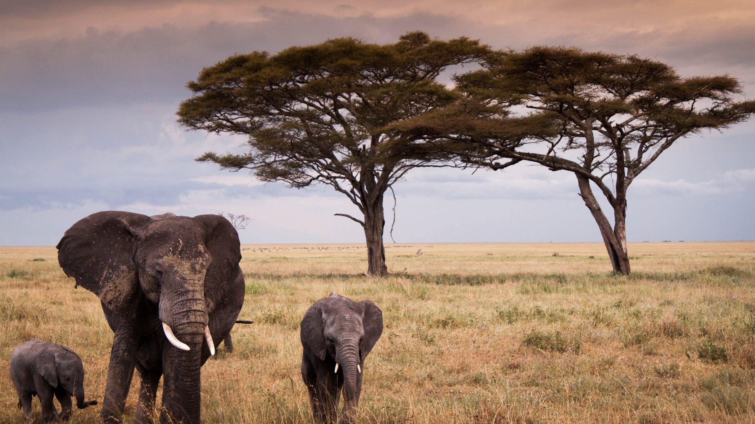 Serengeti national park wallpapers