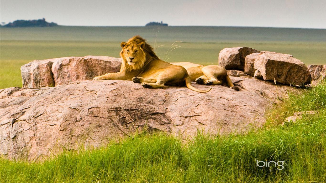 Serengeti national park wallpapers
