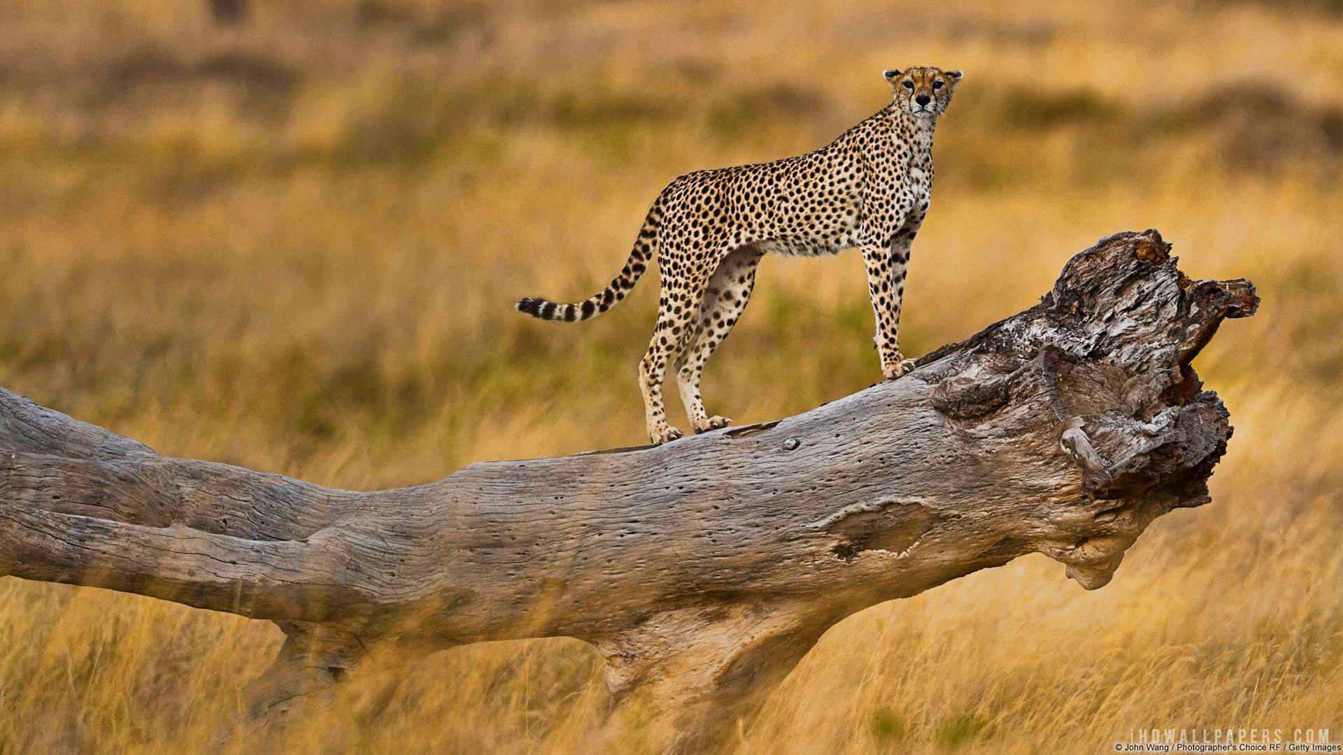 Serengeti national park wallpapers