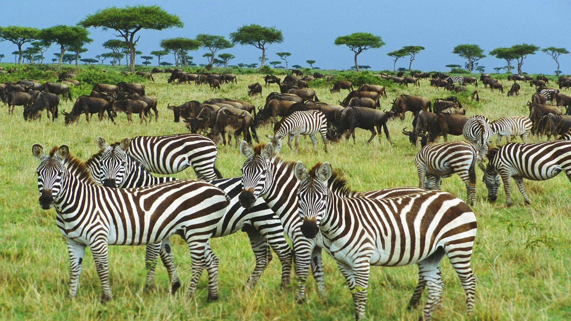 Serengeti national park wallpapers