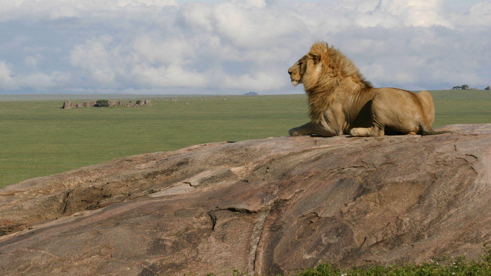 Serengeti national park wallpapers