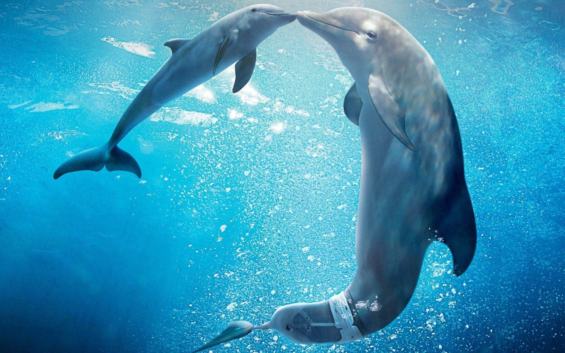 Here's how to mix your favorite photos into a desktop theme. Dolphin Tale Wallpapers Wallpaper Cave