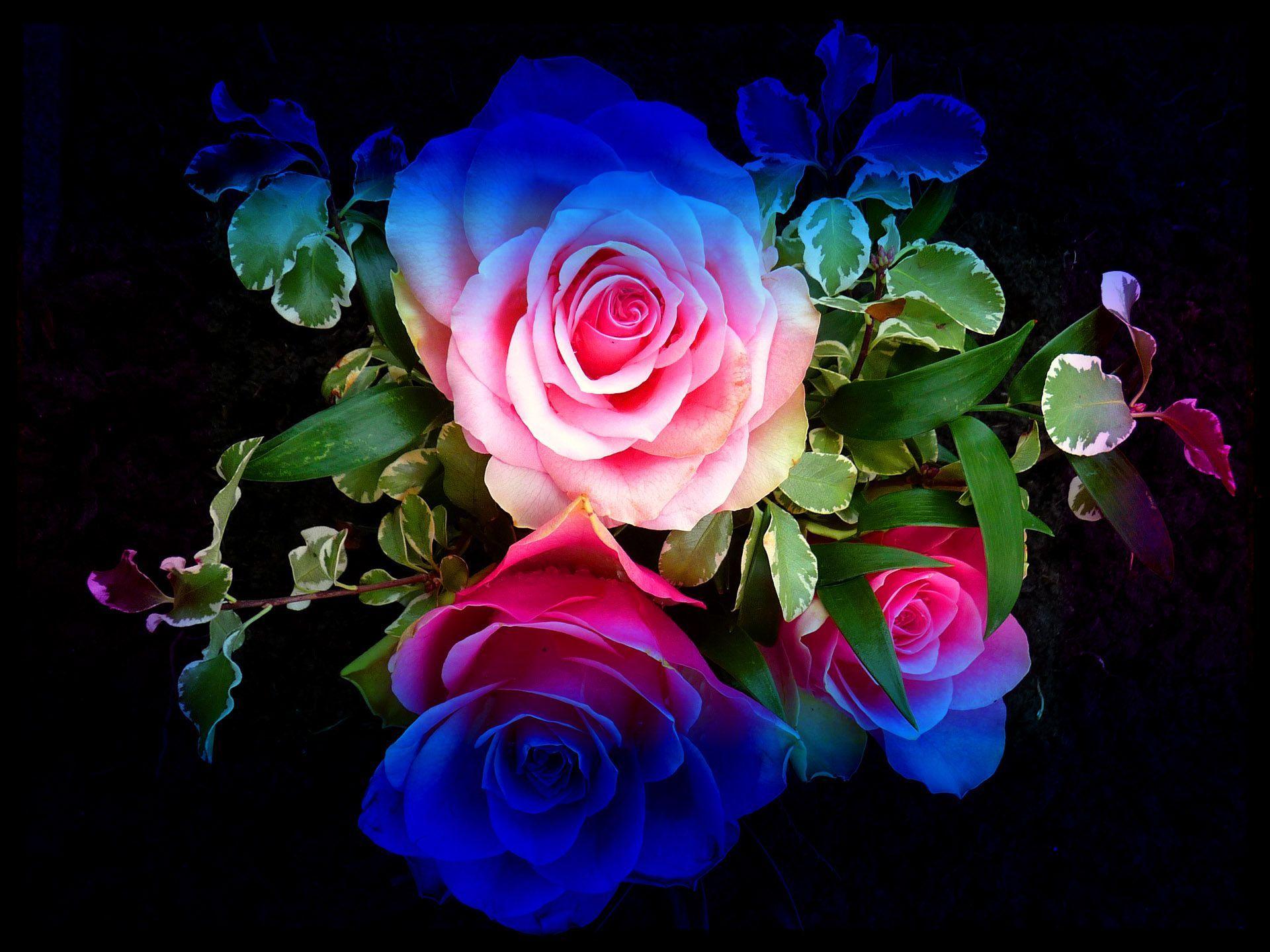 No, wait again, i'm talking about pin stripes and.mac sync. Colorful Rose Wallpapers Wallpaper Cave