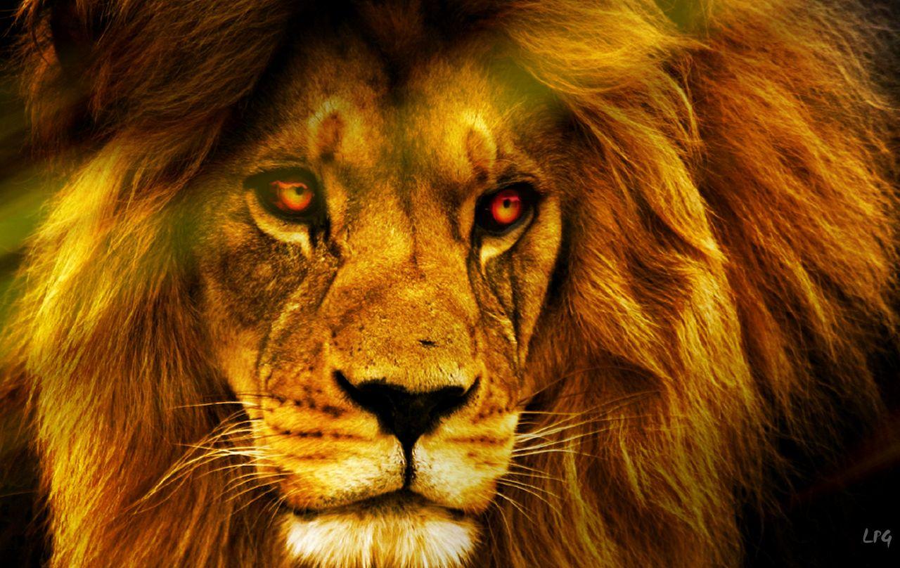 You are on page 1 of 388. Angry Lion Face Wallpapers Wallpaper Cave