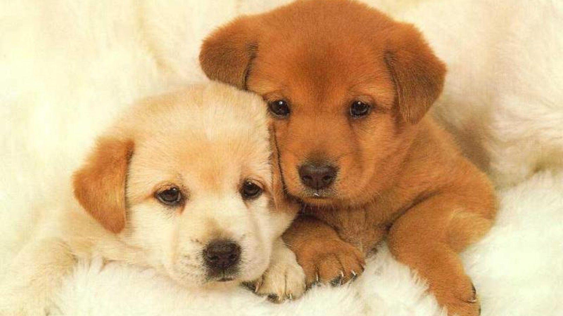 Are you looking for amazing puppies wallpapers & backgrounds to spicy up your device? Cute Dogs And Puppies Wallpapers For Mobile Wallpaper Cave